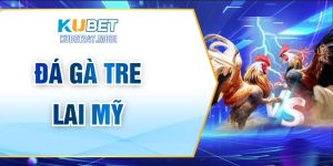 Đá Gà Tre Lai Mỹ – Những Thông Tin Người Chơi Cần Biết